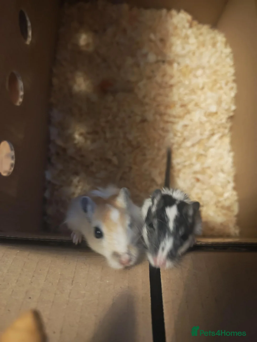 Gerbil rodents for sale: Male gerbils  in Gloucester - Advert 1