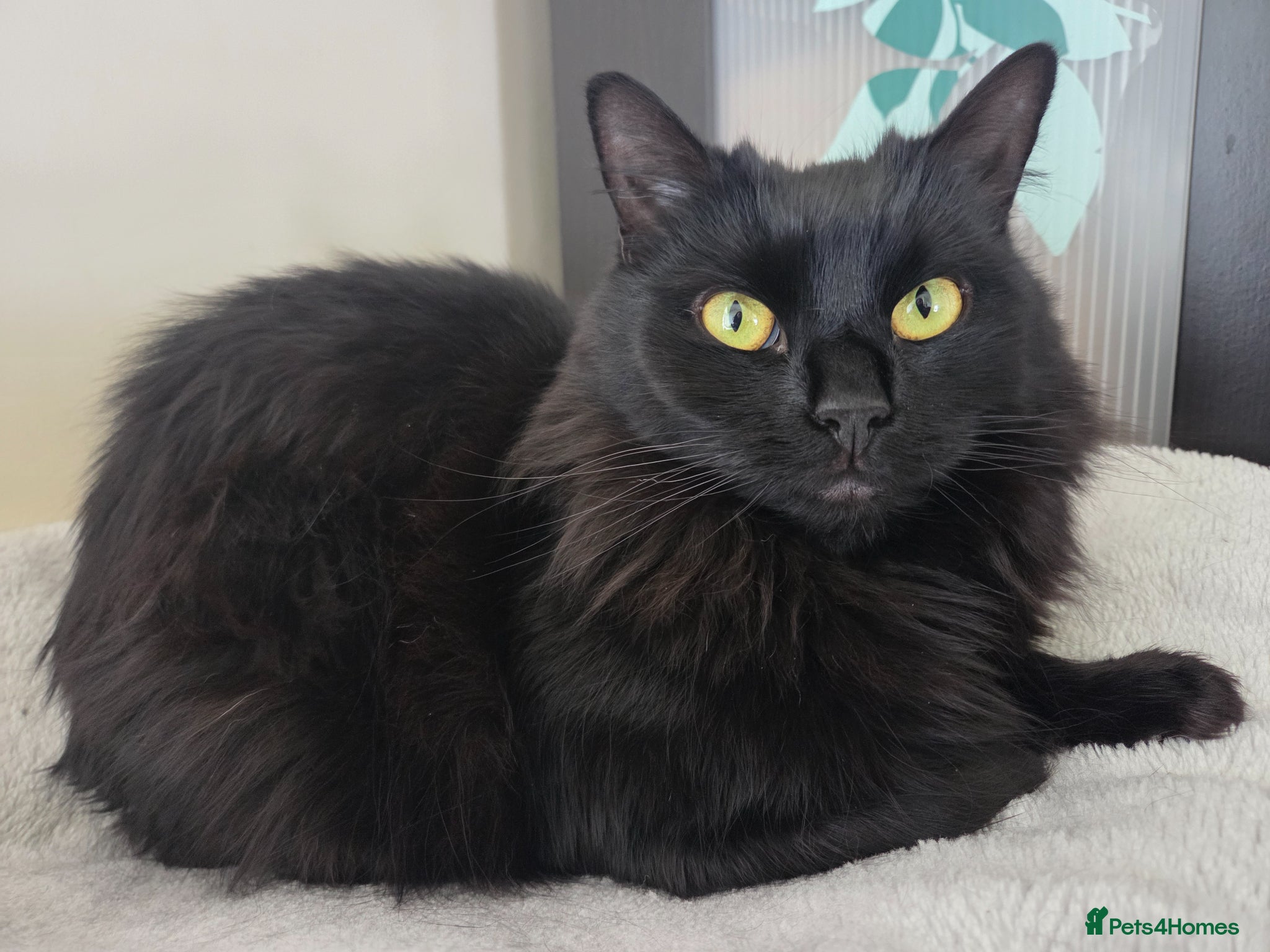 Siberian cats Beautiful Siberian Female Looking for a Stud  🖤🐾 - Advert 1