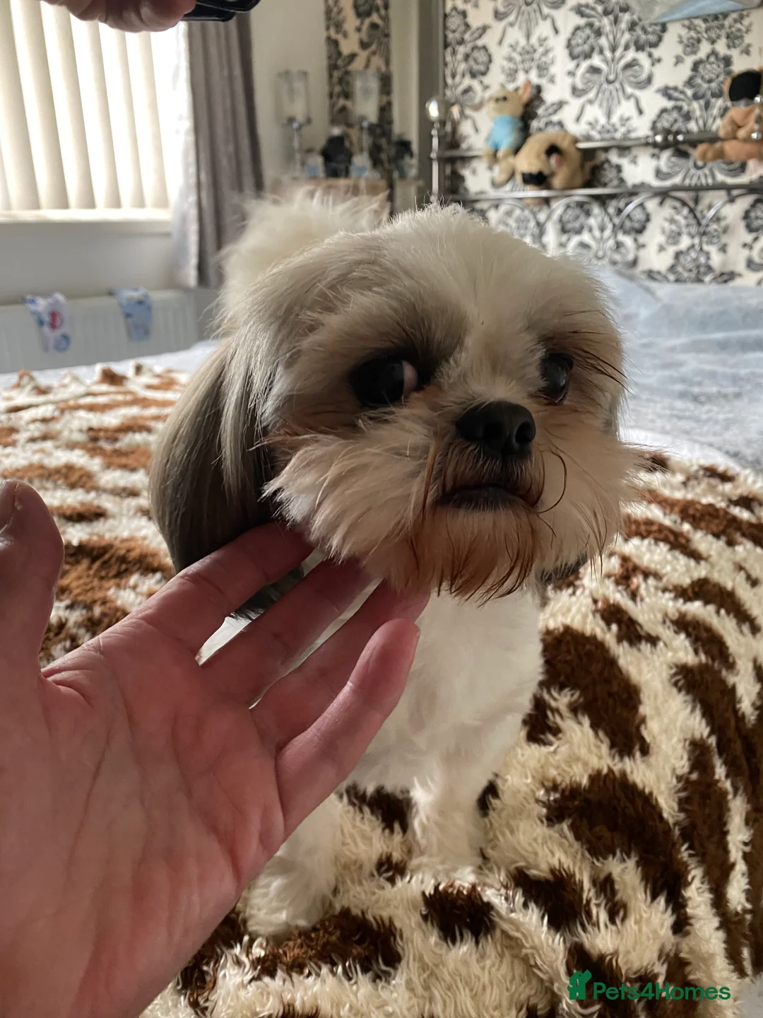Shih Tzu dogs for stud: KC REG TINY STUD BOY  in Mansfield - Advert 5