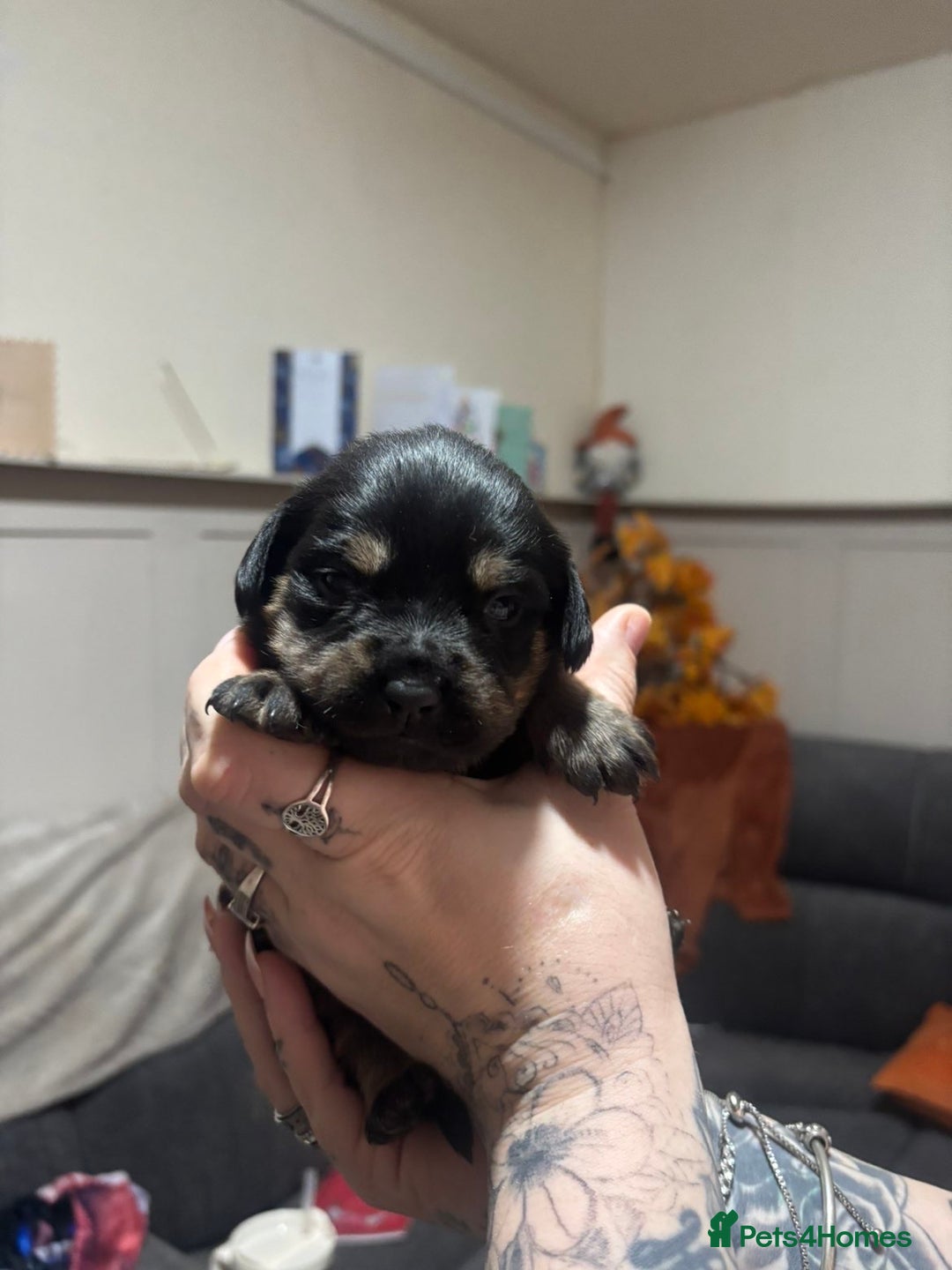Mixed Breed dogs for sale: Rottweiler cross puppies - Advert 14