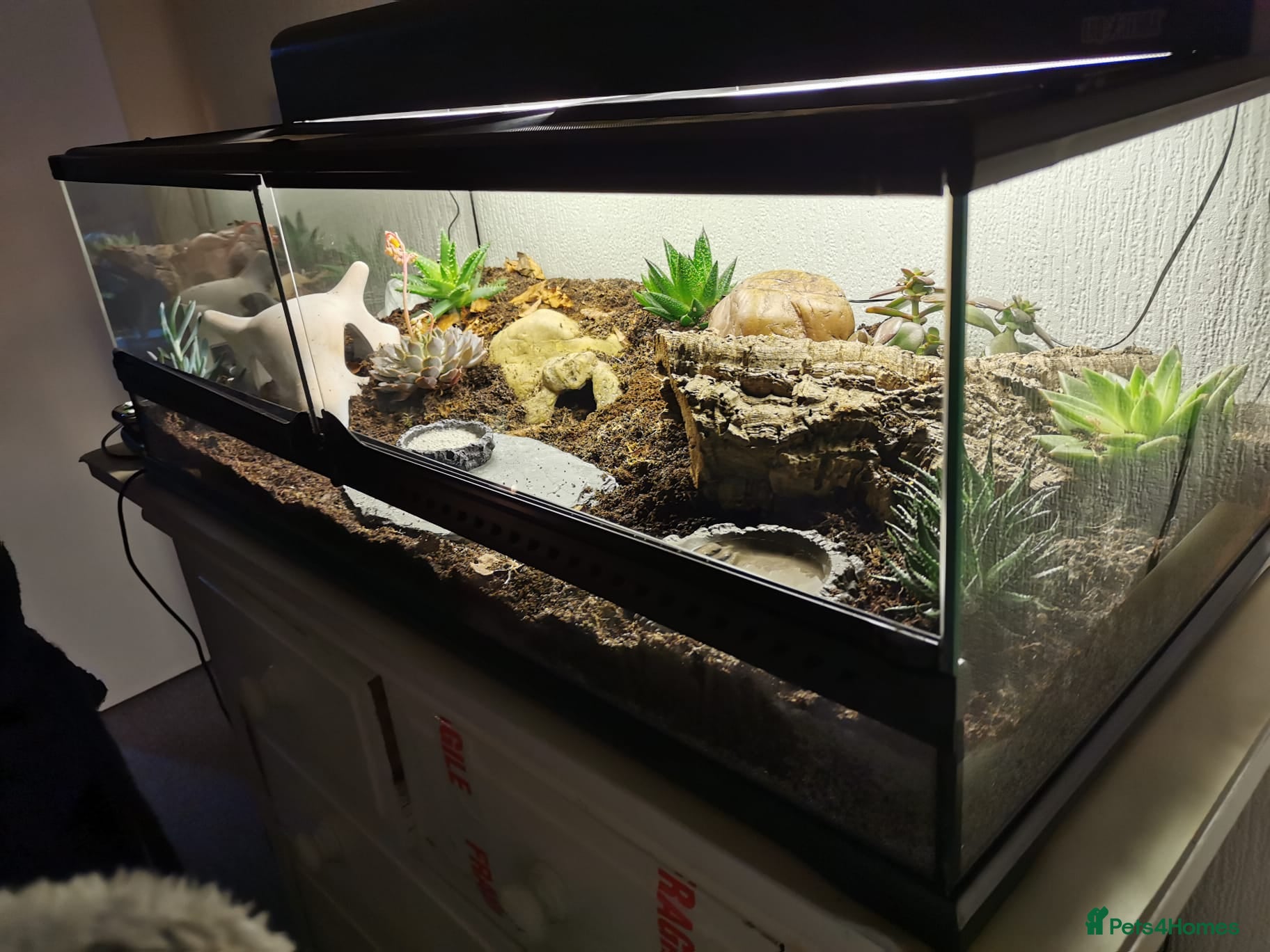 Leopard Gecko reptiles Tremper Albino Leopard Gecko (chocolate colouring) - Advert 1