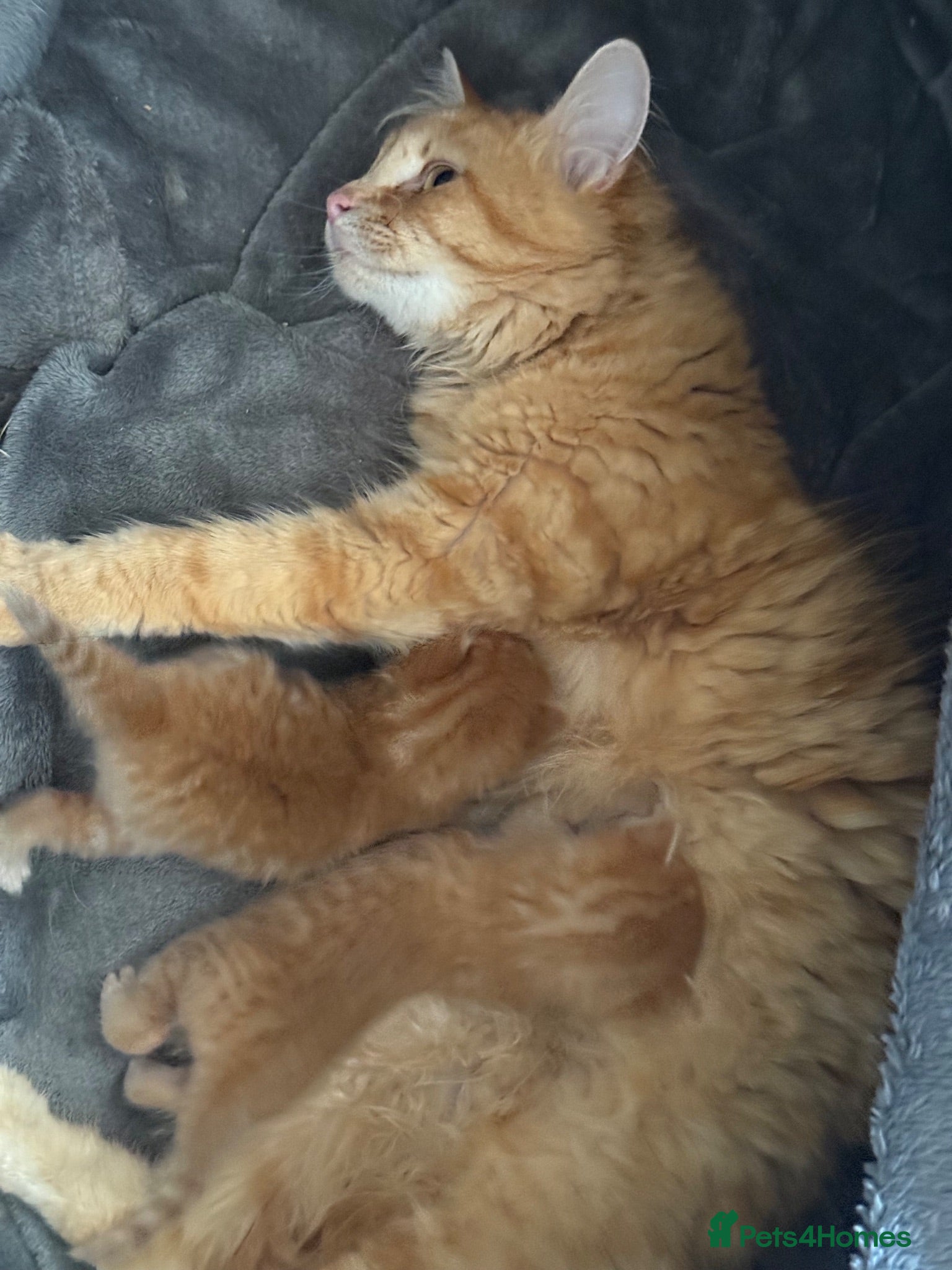 Mixed Breed cats 2 Orange boys  - Advert 7