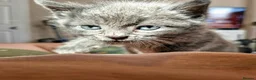 Mixed Breed cats for sale: English short/ domestic shorthair - Advert 5