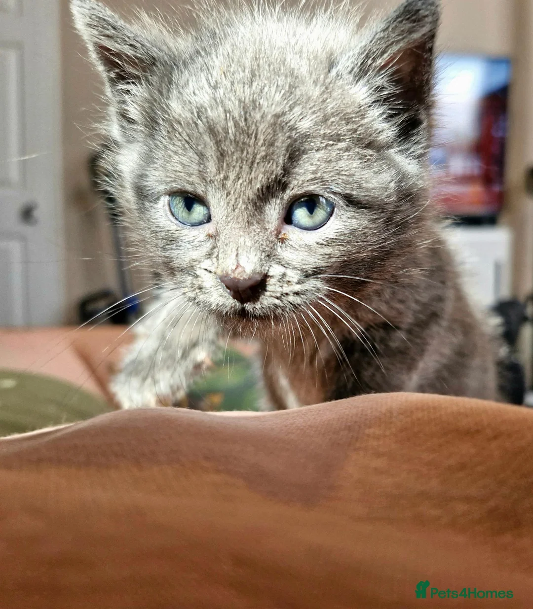 Mixed Breed cats for sale: English short/ domestic shorthair - Advert 5