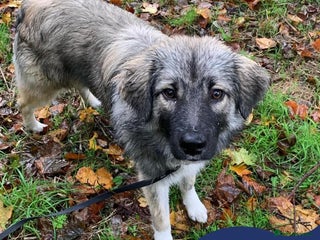 Mixed Breed dogs in Chester - Advert 1