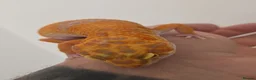 Leopard Gecko reptiles for sale: 2 x leopard geckos for sale  - Advert 2