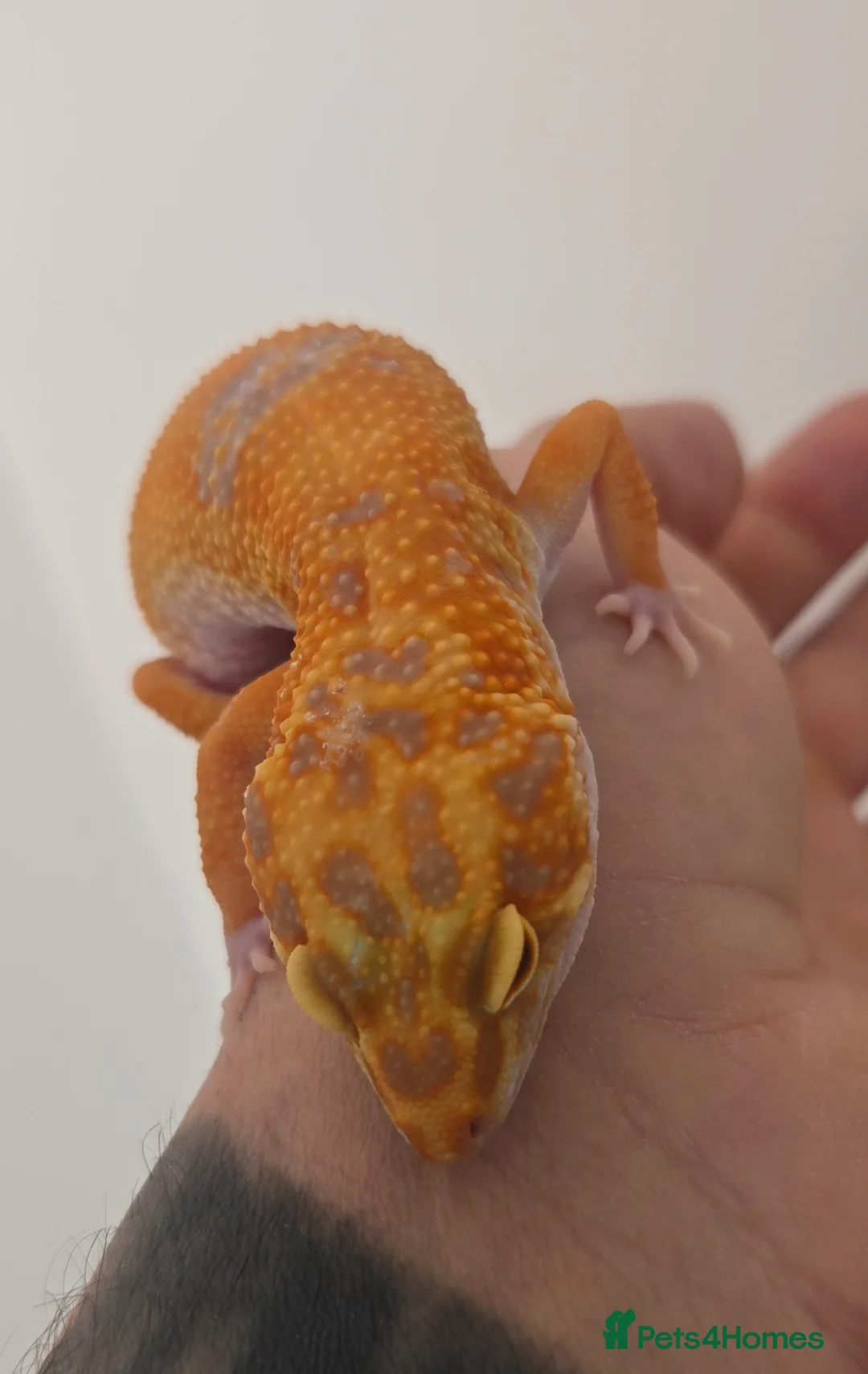 Leopard Gecko reptiles for sale: 2 x leopard geckos for sale  - Advert 2