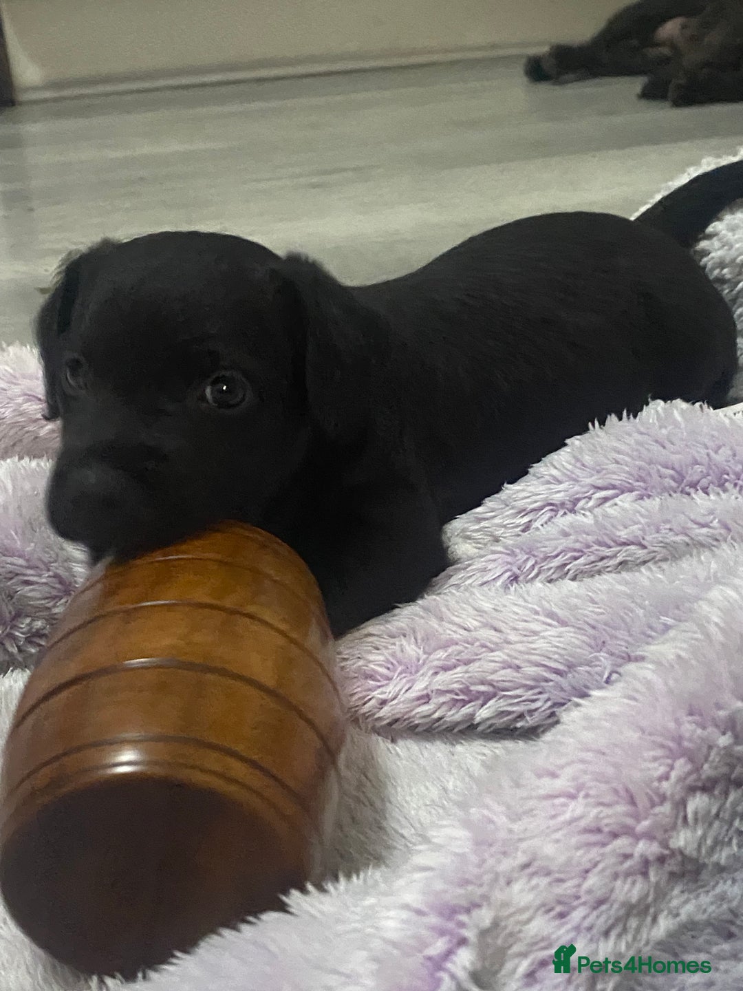 Patterdale Terrier dogs for sale: **READY NOW!!!Beautiful Patterdale Pups** - Advert 12