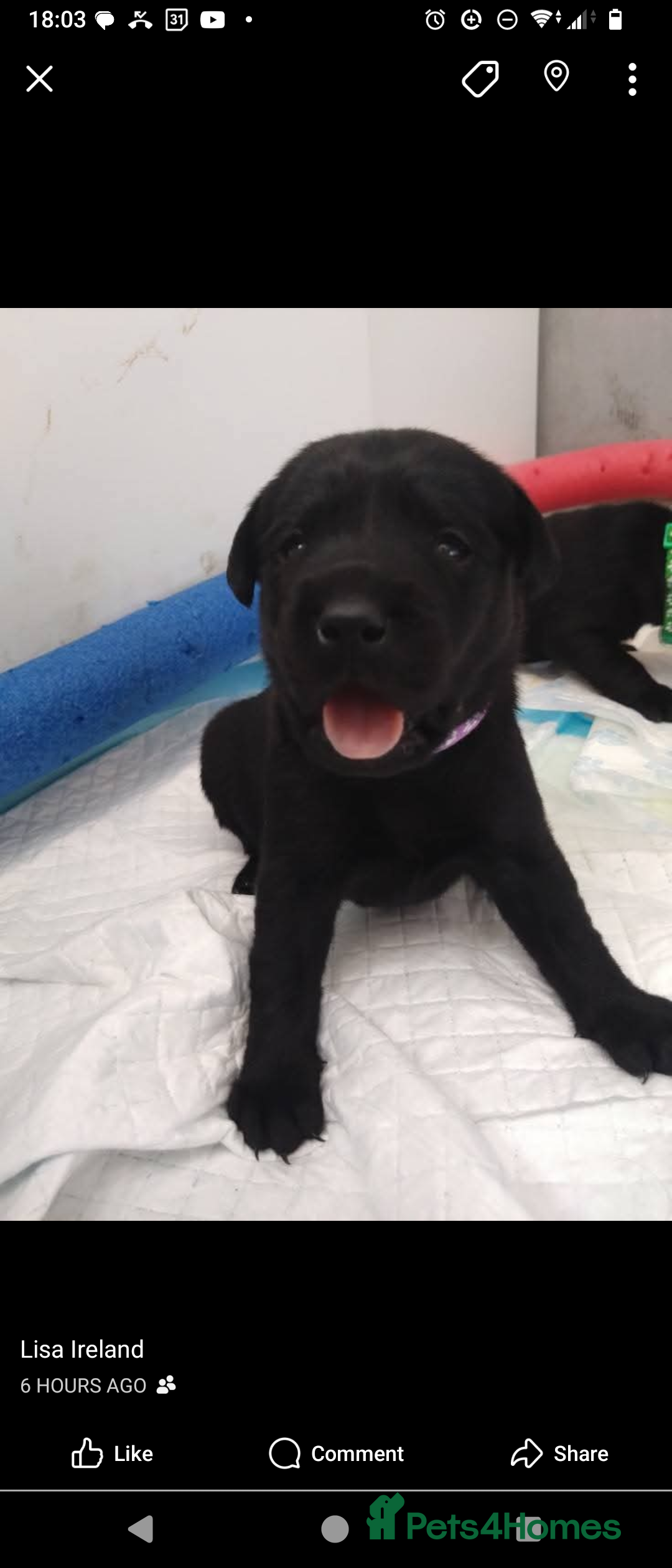 Labrador Retriever dogs for sale:  Labrador pups - Image 14