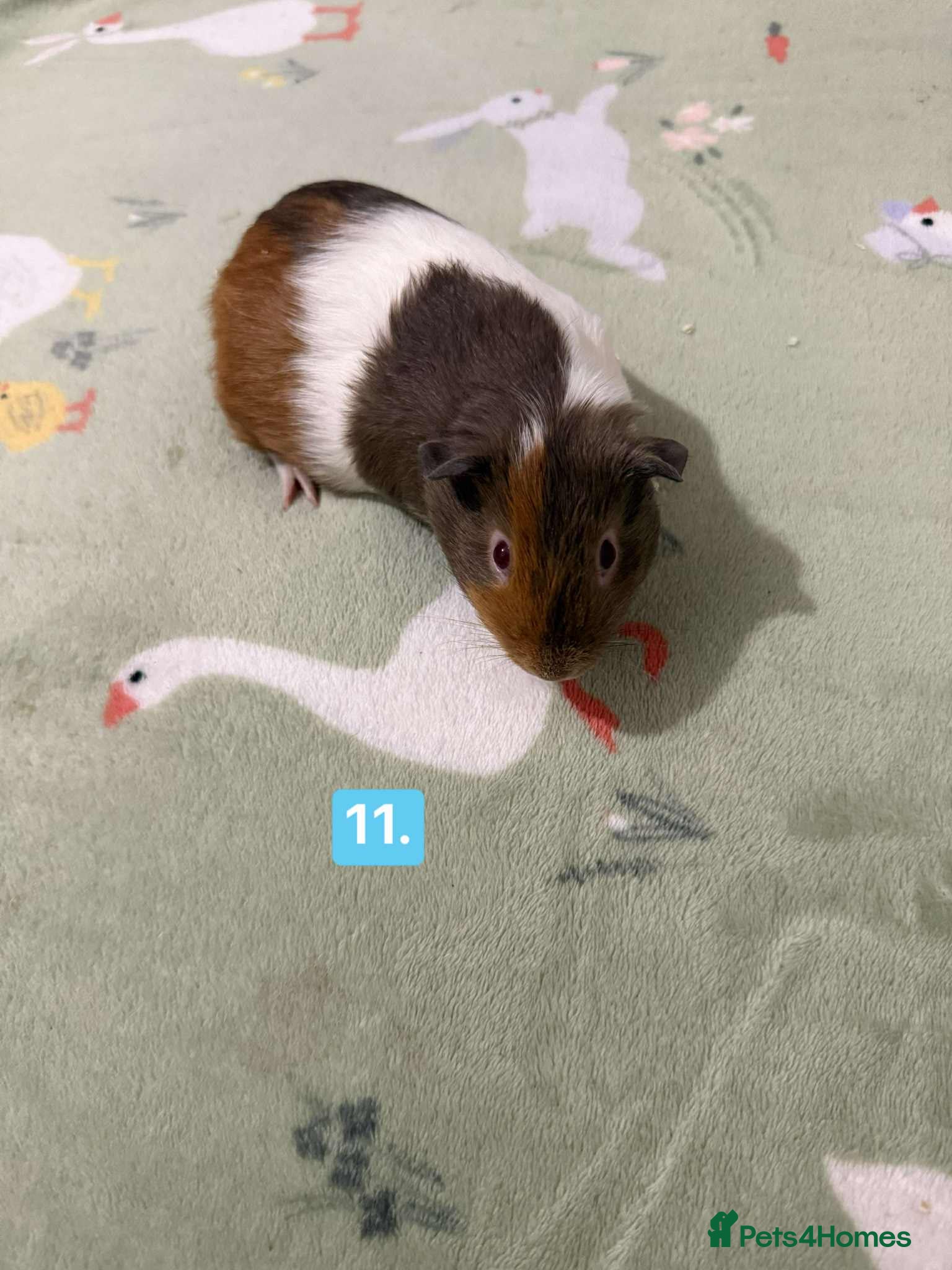 Guinea Pig rodents Baby guinea pigs for sale girls and boys  - Advert 11