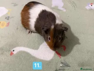 Guinea Pig rodents Baby guinea pigs for sale girls and boys - Advert 11