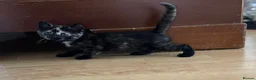 Mixed Breed cats for sale: 3 Beautiful Kittens! Ready to Leave 21 May! in Glasgow - Advert 12