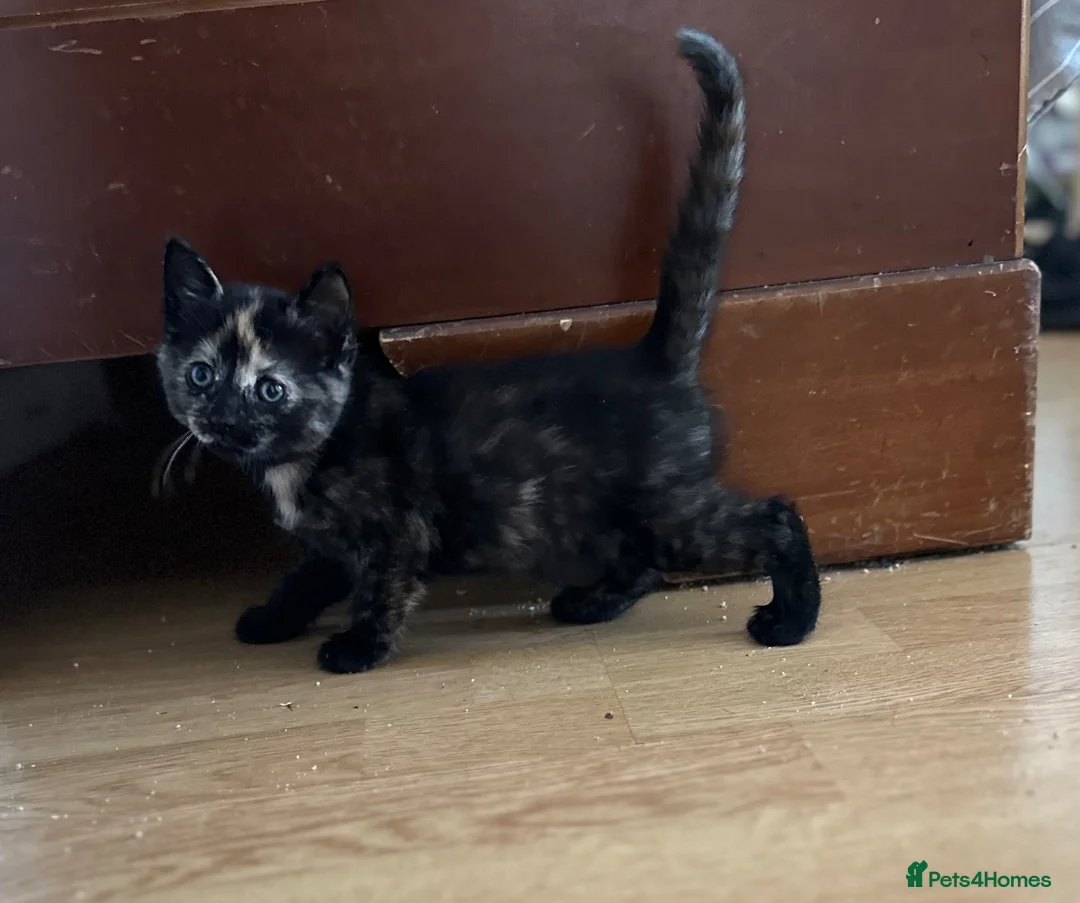 Mixed Breed cats for sale: 3 Beautiful Kittens! Ready to Leave 21 May! in Glasgow - Advert 12