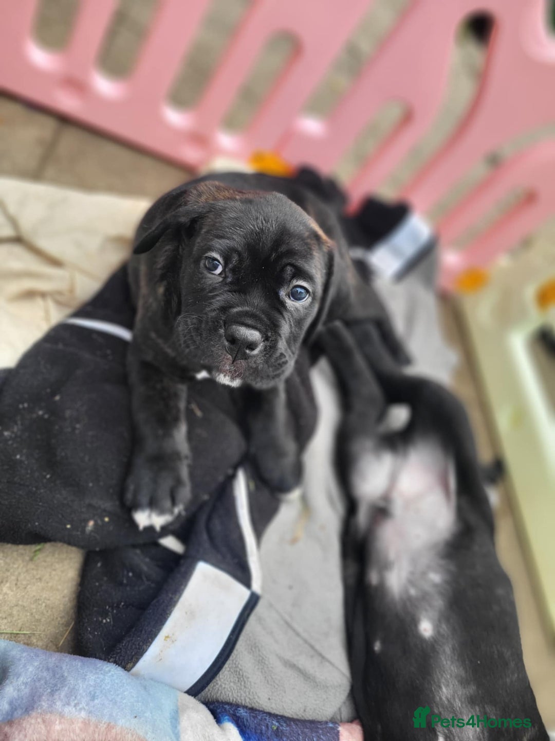 Cane Corso dogs for sale: 3 gorgeous male cane corso pups - Image 7