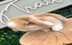 Mini Lop rabbits for sale: 🌟 mini lop babies 🌟 - Image 9
