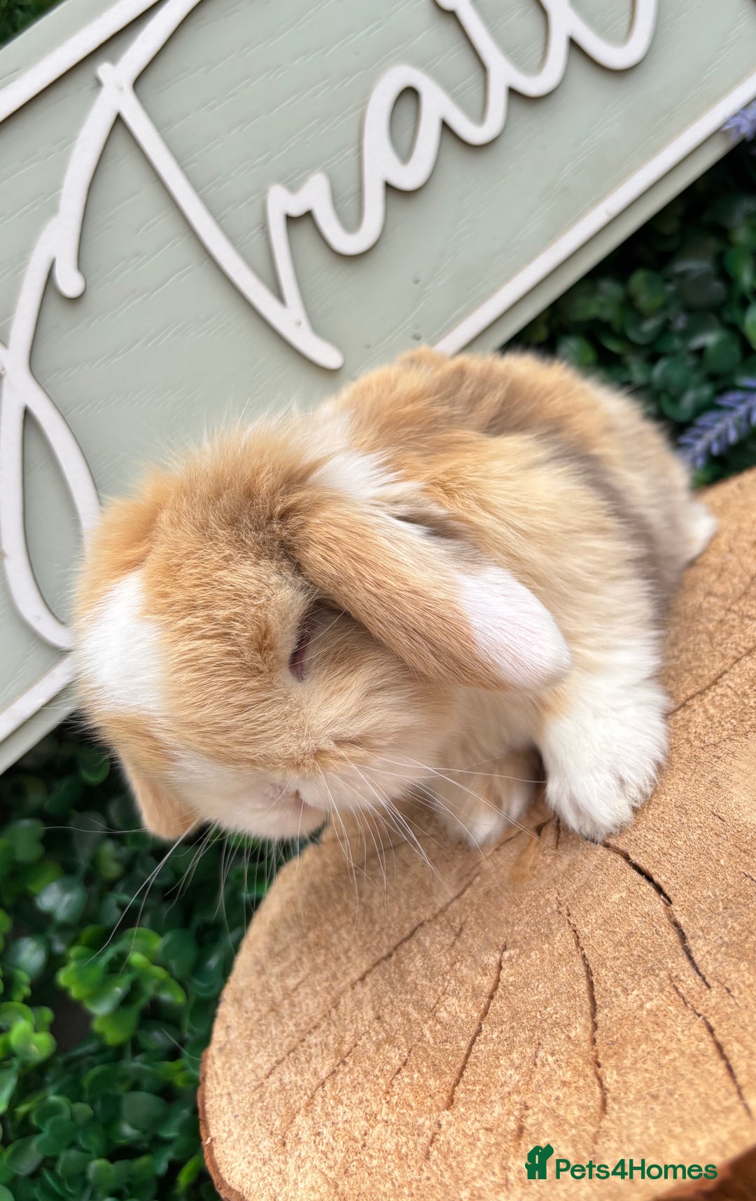 Mini Lop rabbits for sale: 🌟 mini lop babies 🌟 - Image 9
