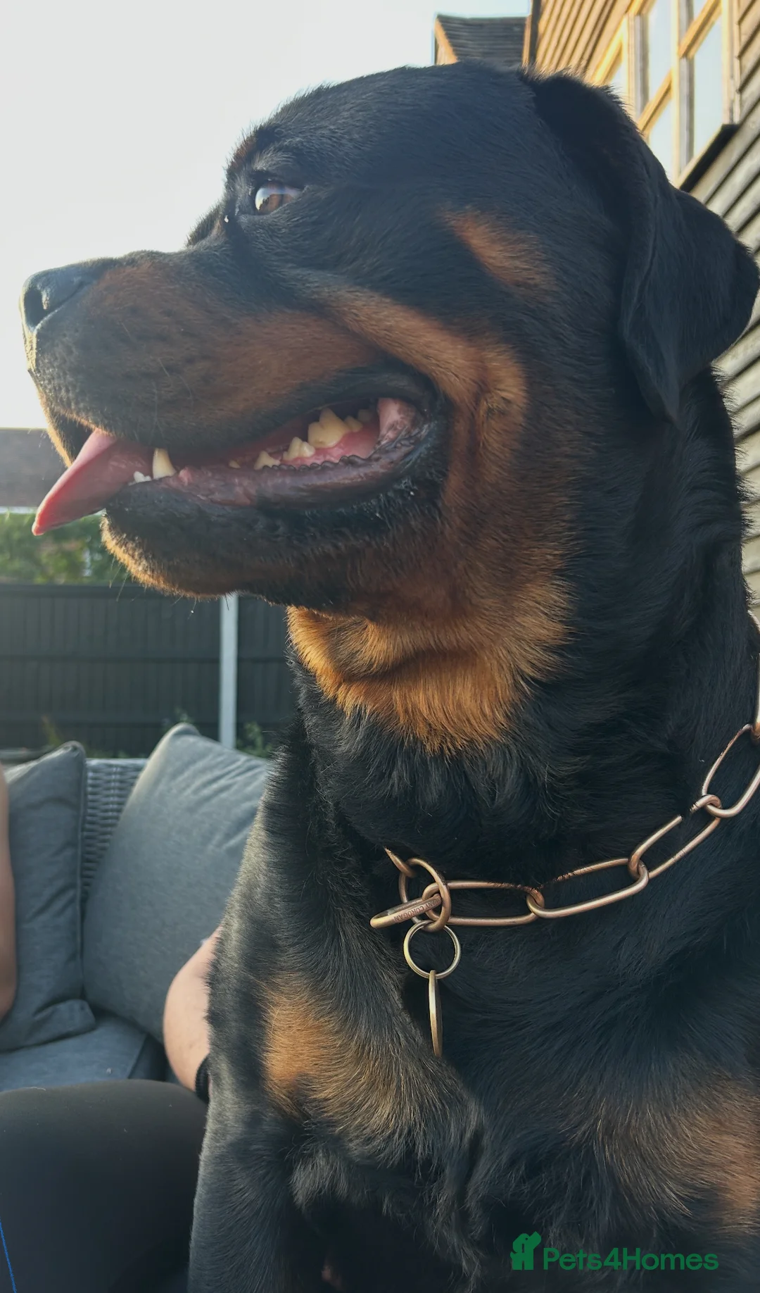 Rottweiler dogs for stud: Hector 60kg plus Rottweiler KC Reg  in Stanford-le-Hope - Advert 13