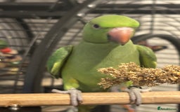 Parakeets birds for sale: Alexandrine parrot female 18week old tame - Image 3