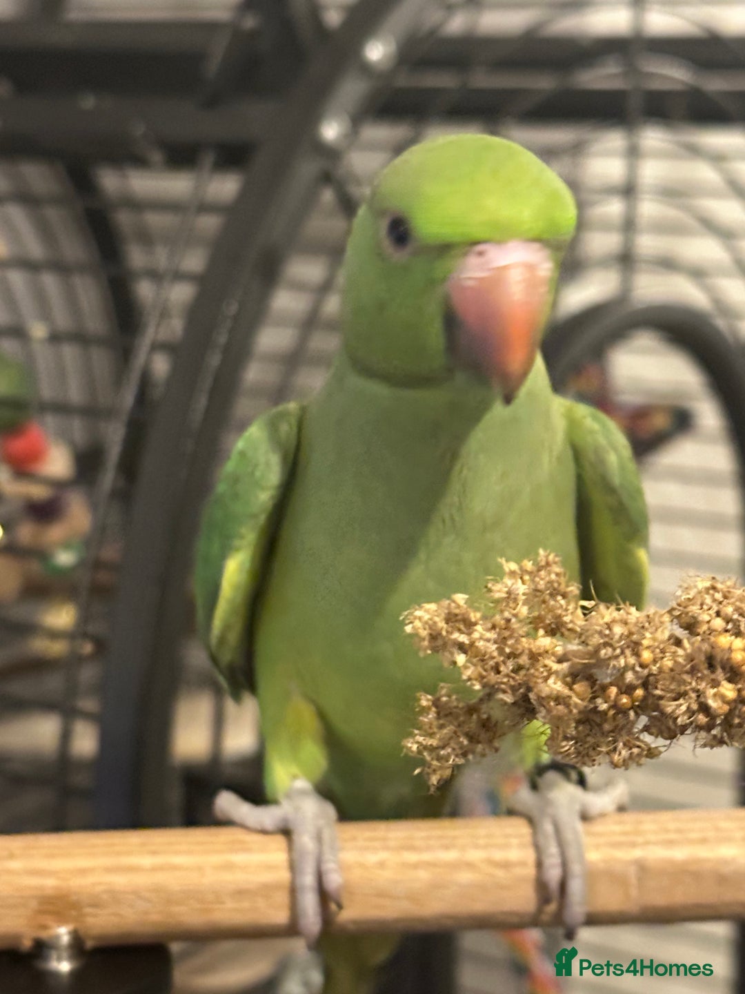Parakeets birds for sale: Alexandrine parrot female 18week old tame - Image 3