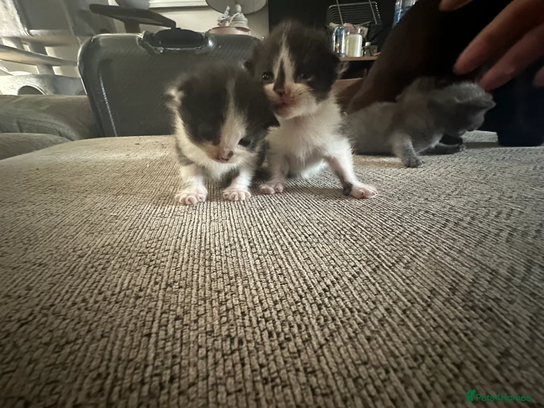 Mixed Breed cats for sale: Mixed breed kittens - Advert 2