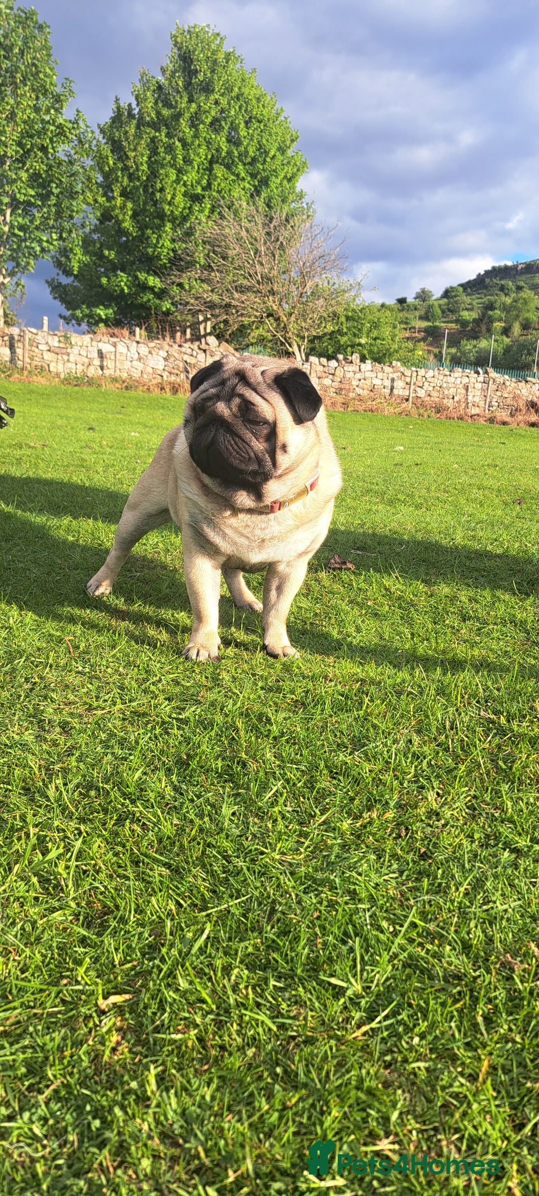 Pug dogs for stud: Ernie the fawn stud  in Ebbw Vale - Advert 7