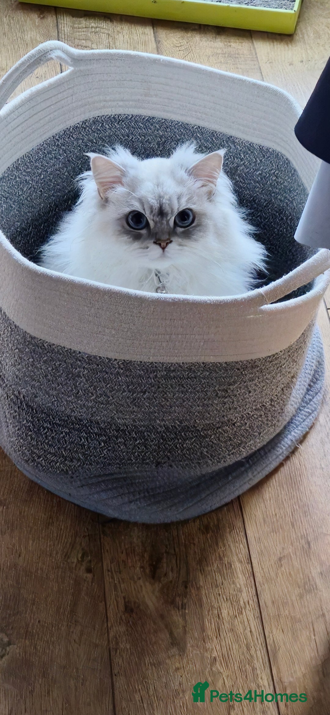 Scottish Fold cats for sale: Scottish Straight Longhair Male Neutered Blue Eyes - Advert 3