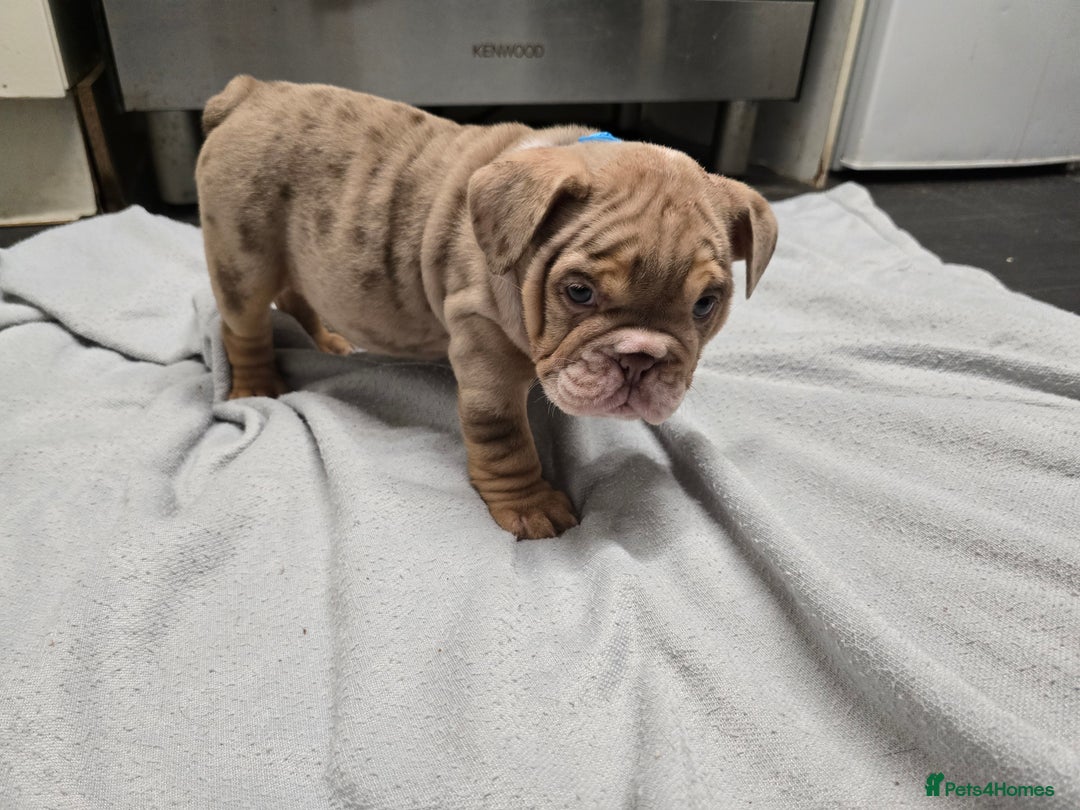 English Bulldog dogs for sale: ✨ English Bulldog Puppies Exceptional Bloodlines ✨ - Advert 14