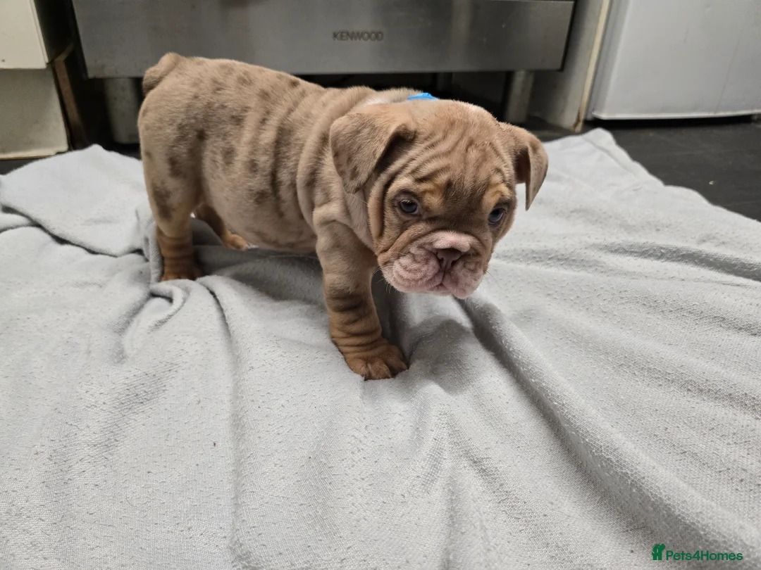 English Bulldog dogs for sale: ✨ English Bulldog Puppies Exceptional Bloodlines ✨ - Advert 14
