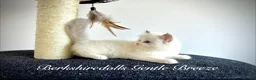 Ragdoll cats for sale: Gorgeous kittens with true ragdoll character - Advert 21