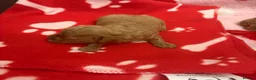 Miniature Poodle dogs for sale: KC Reg Miniature Poodles Puppies  - Advert 8