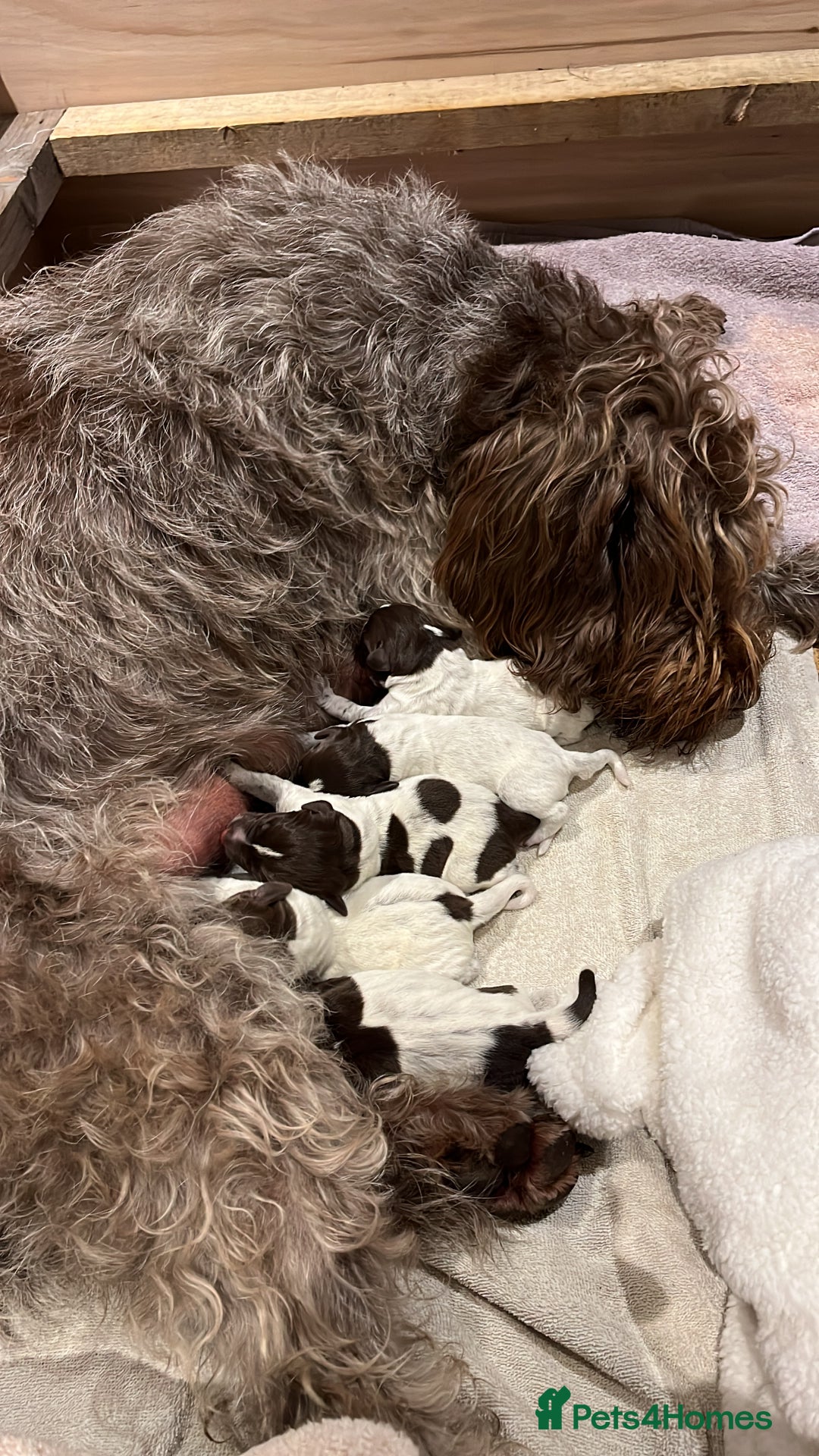 German Wirehaired Pointer dogs for sale: German Wirehaired Pointer pups - ready soon! - Advert 3