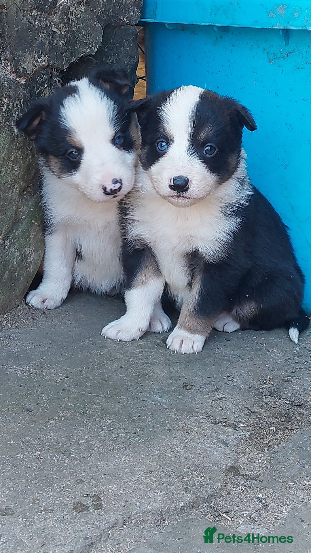 Border Collie dogs for sale: Border collie puppies - Advert 5