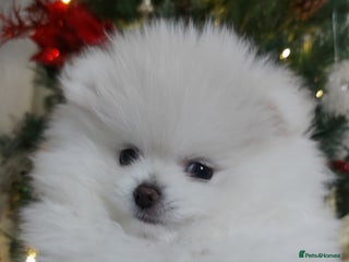 Pomeranian dogs Russian baby pomeranian(only one girls left) 💕💝 - Advert 2