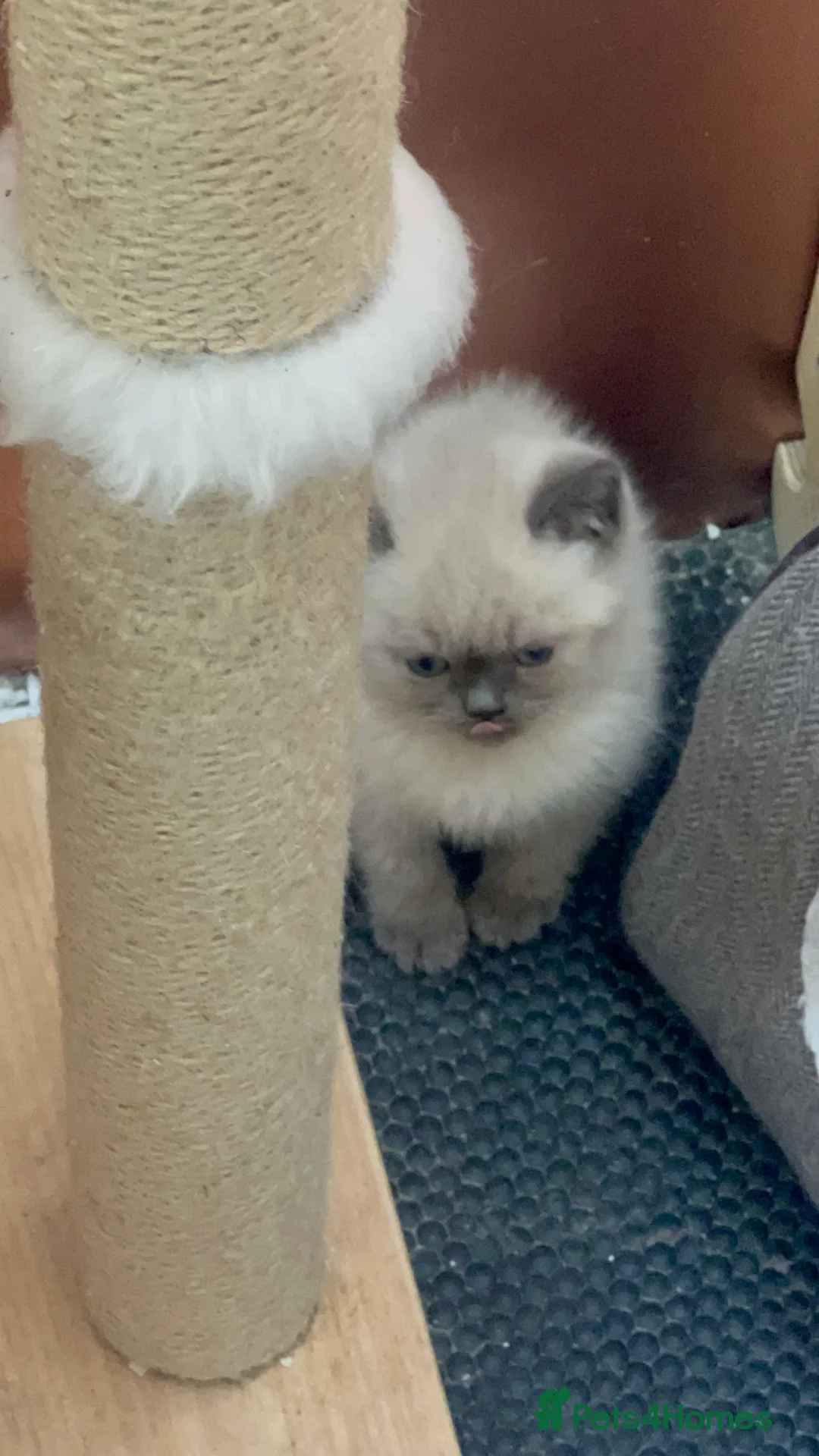 British Shorthair cats for sale:  British short hair blue colourpoints  - Advert 12