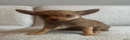 Chihuahua dogs for sale: Chihuahuas  - Advert 16