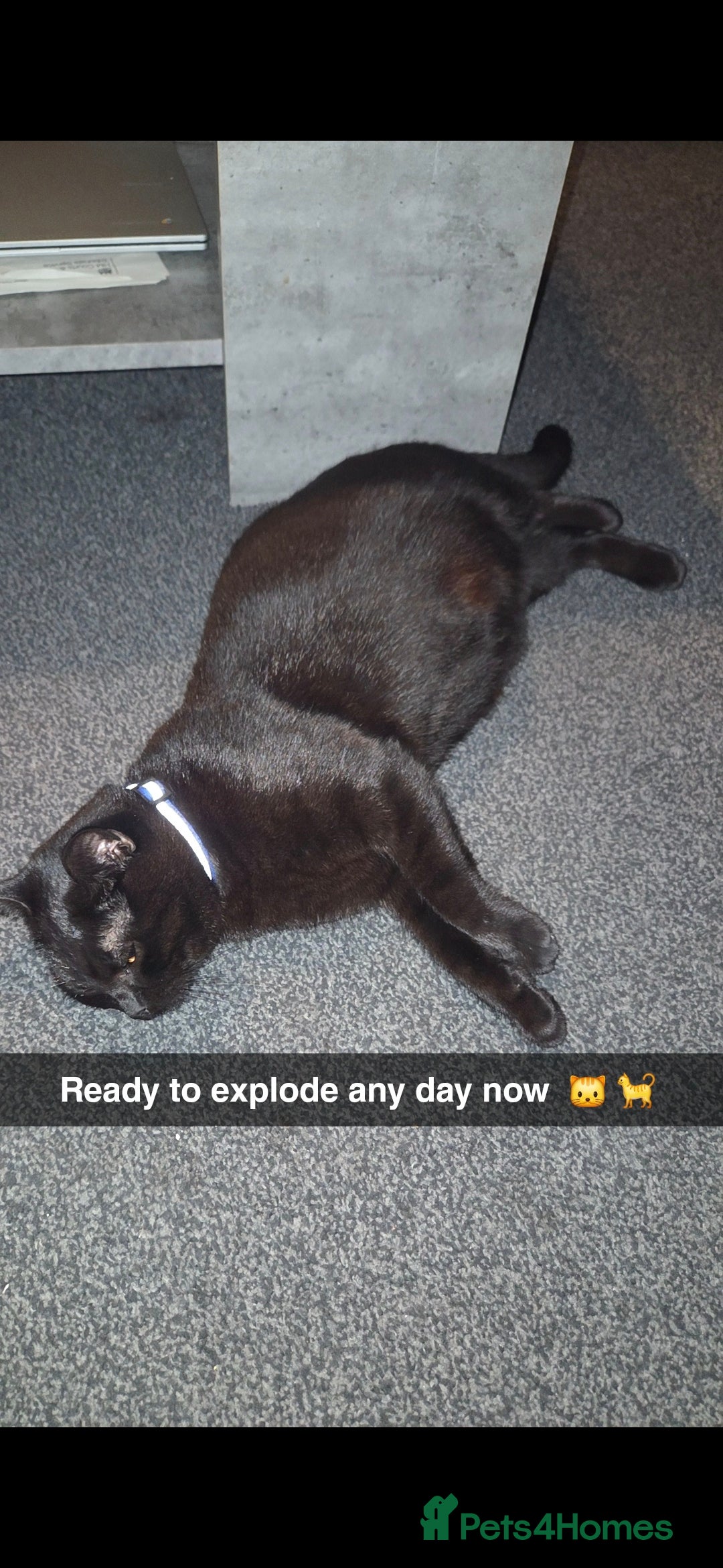 Mixed Breed cats 4 Adorable kittens ready 14th December - Advert 5