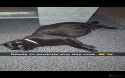 Mixed Breed cats for sale: 4 Adorable kittens ready 14th December - Advert 1