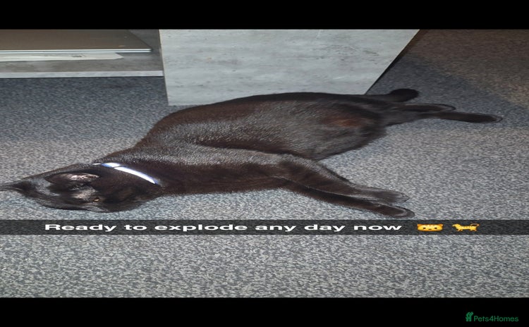 Mixed Breed cats 4 Adorable kittens ready 14th December - Advert 1