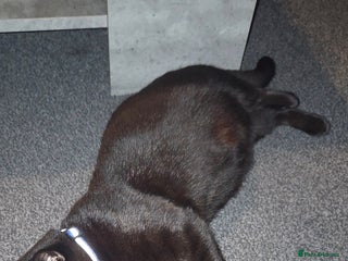 Mixed Breed cats for sale: 4 Adorable kittens ready 14th December - Advert 1