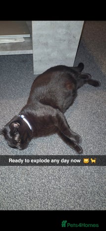 Mixed Breed cats 4 Adorable kittens ready 14th December - Advert 1