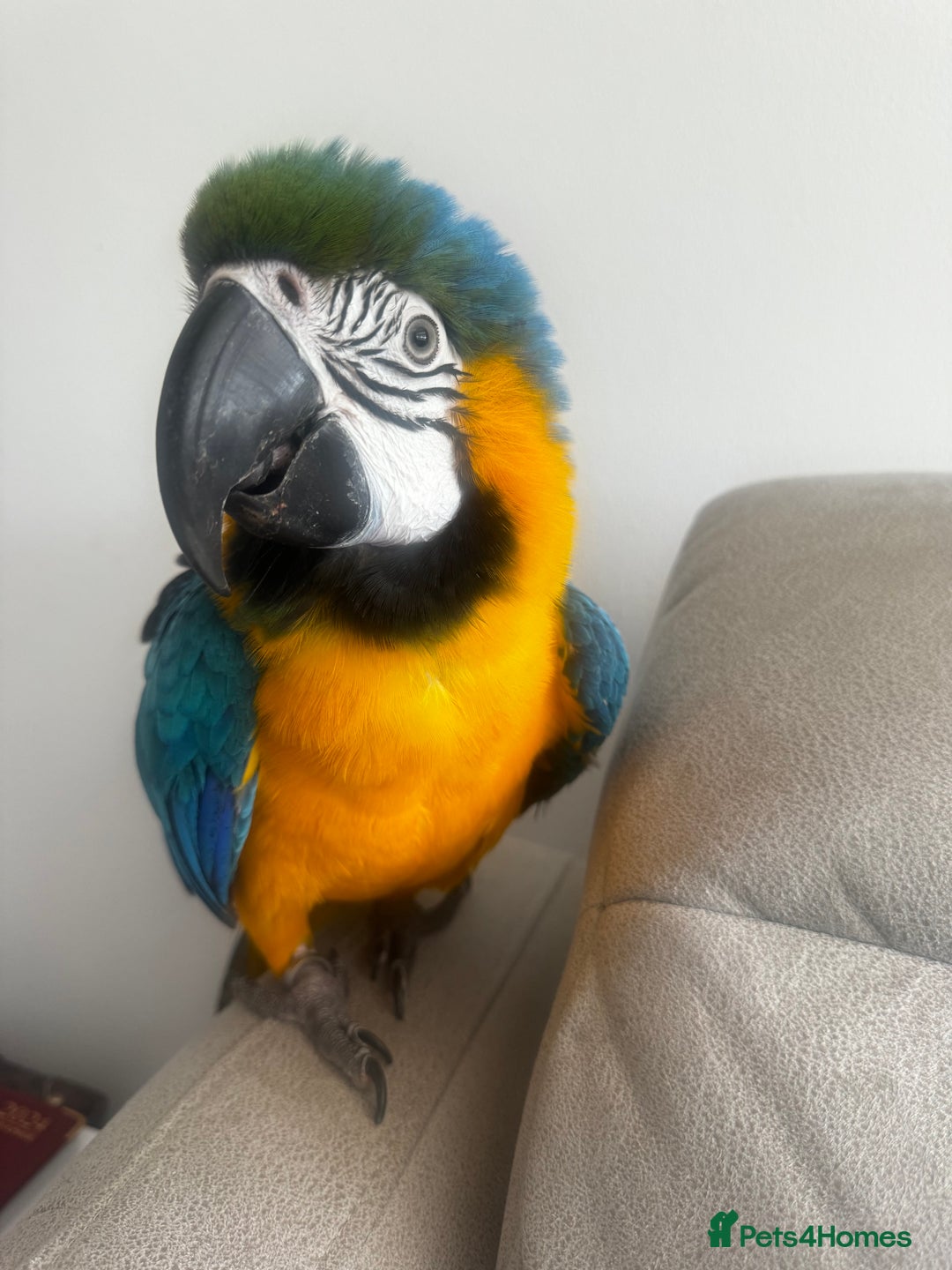 Macaws birds for sale: Family friendly Macaw  - Advert 7