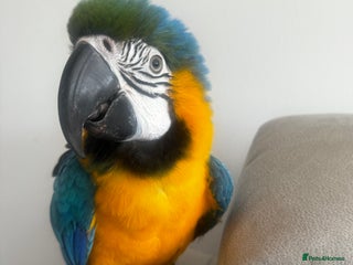 Macaws birds Family friendly Macaw - Advert 6