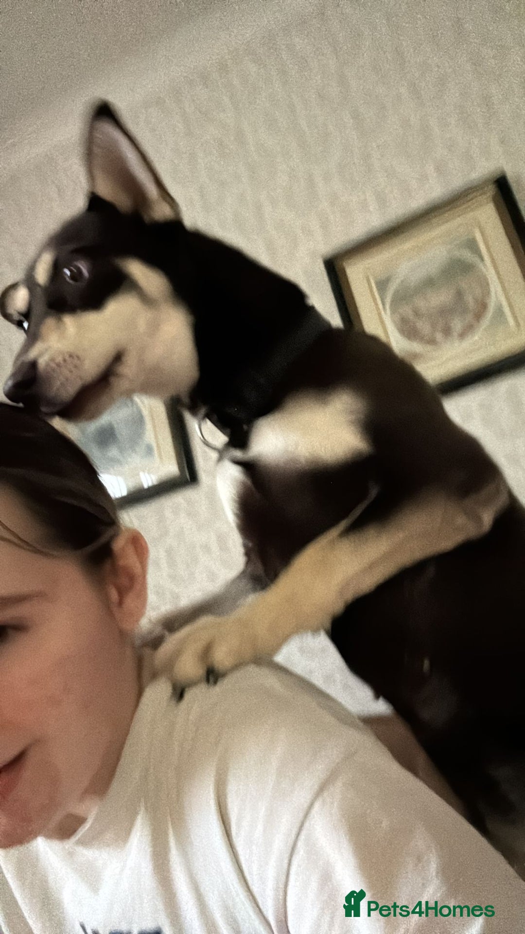 Mixed Breed dogs for adoption: ❤️Azara❤️: 3-year-old small-to-low-medium girl  - Advert 4