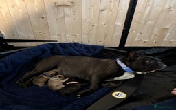 French Bulldog dogs for sale: Black/grey/White Frenchie  - Image 5