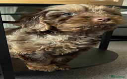 Cockapoo dogs for stud: STUD - Cockapoo (Chocolate Merle)  - Image 5