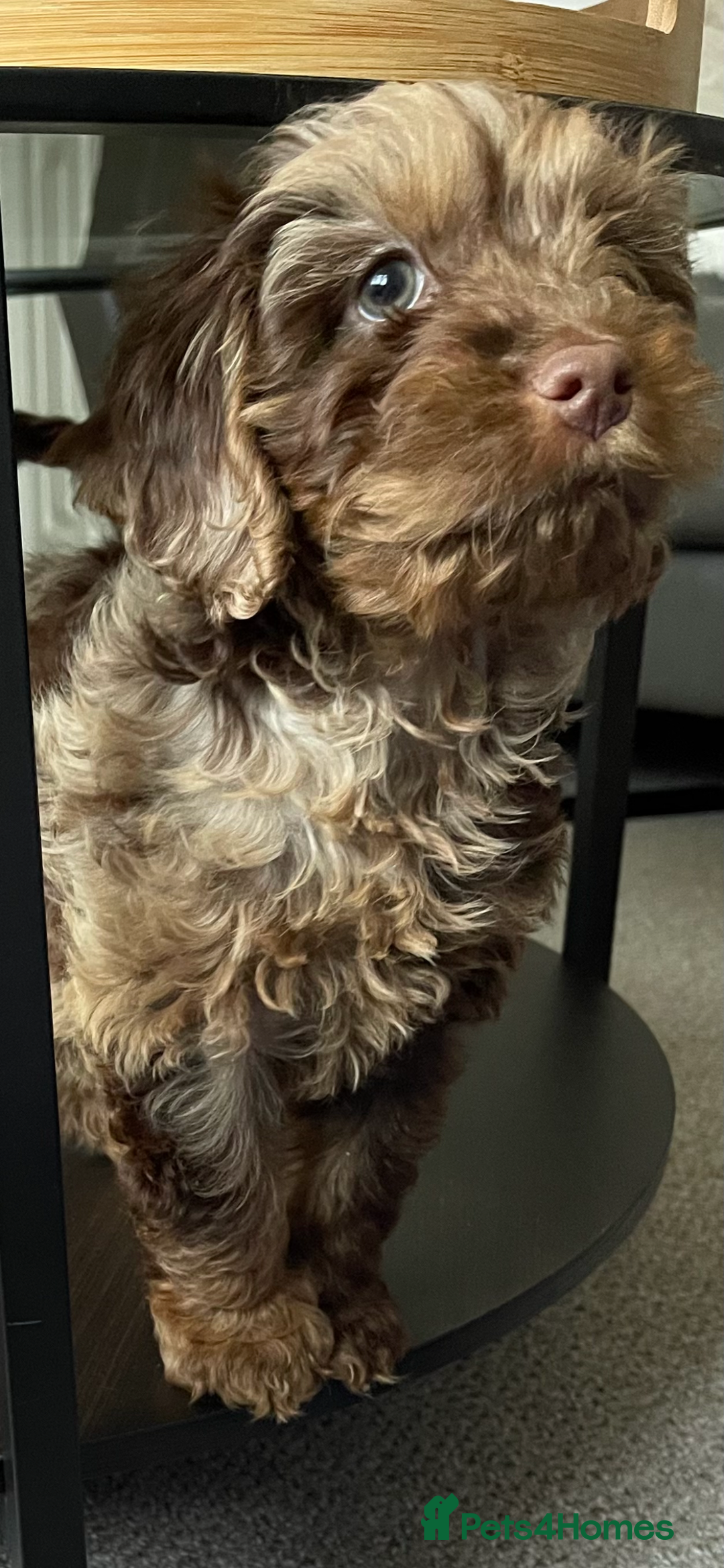 Cockapoo dogs for stud: STUD - Cockapoo (Chocolate Merle)  - Image 5