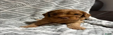 Cockapoo 1