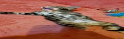 Bengal cats for sale: Bengal mix kittens for sale - Advert 26
