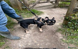 French Bulldog dogs for stud: Chocolate Tan french bulldog Burtie in Sevenoaks - Image 12