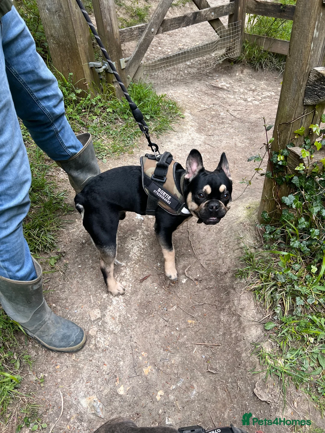 French Bulldog dogs for stud: Chocolate Tan french bulldog Burtie in Sevenoaks - Advert 12